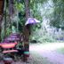 Pemandangan luar