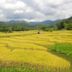 Pemandangan luar