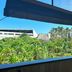 Lain-lain