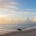 Pantai
