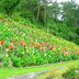 Pemandangan luar