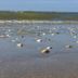 Pantai