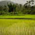Pemandangan luar