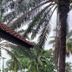 Pemandangan luar