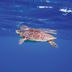 Lain-lain
