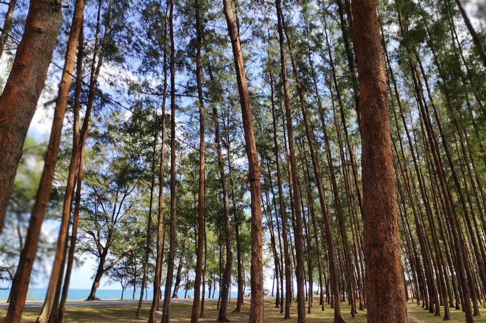 Pemandangan luar