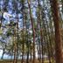 Pemandangan luar