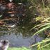 Lain-lain