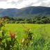 Pemandangan luar