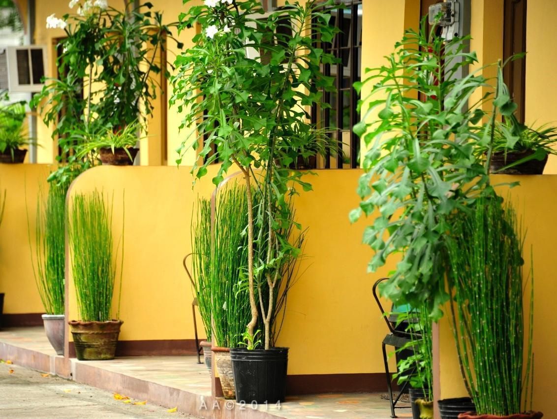 Pemandangan luar