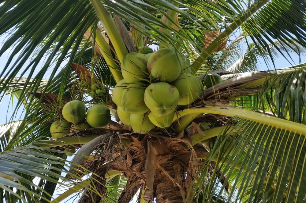 Pemandangan luar